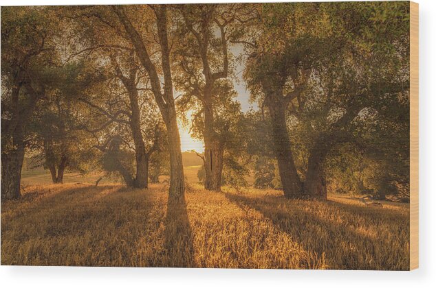 Oaks Wood Print featuring the photograph Sylvan Meadows Sunset by Joseph Smith