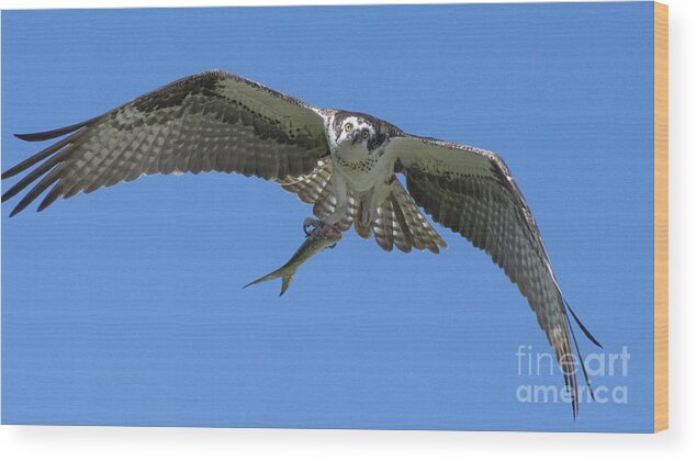 Osprey Wood Print featuring the photograph The Glare by Quinn Sedam