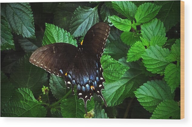 Black Female Tiger Swallowtail Wood Print featuring the photograph Tiger Tiger Burning Bright by Judy Wanamaker