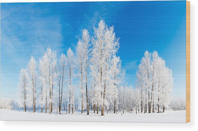 Hoar Frost Wood Print featuring the photograph Winter Wonderland by Nebojsa Novakovic