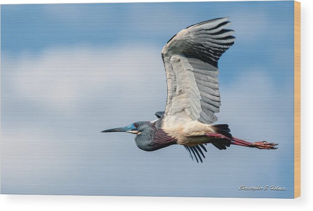 Art Wood Print featuring the photograph Tri-Colored Heron In Flight by Christopher Holmes