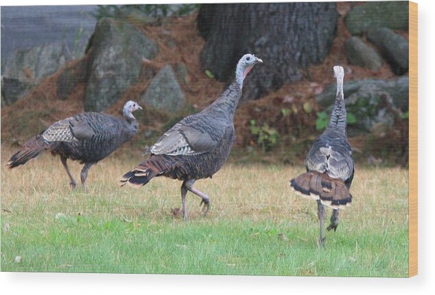 Wild Turkeys Weld Maine Birds Wood Print featuring the photograph Turkey Trio by Barbara Smith-Baker