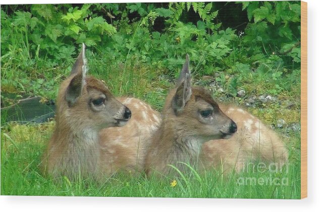 Fawn Wood Print featuring the photograph Twins by Laura Wong-Rose