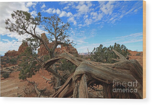 Landscape Wood Print featuring the photograph Twisted Tree by Mary Haber