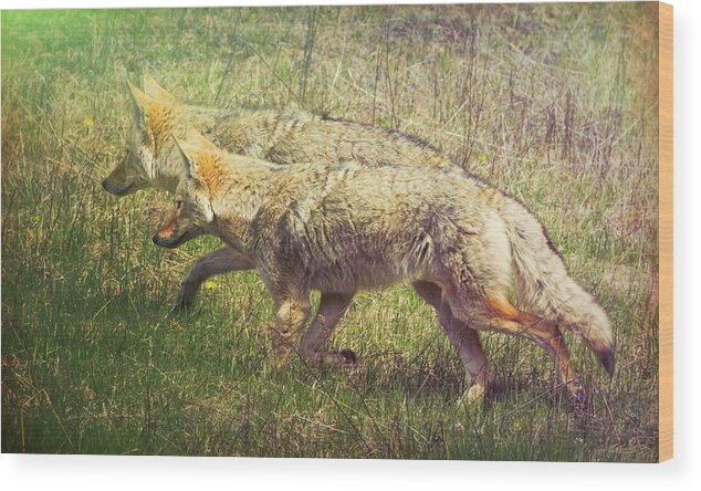 Animal Wood Print featuring the photograph Two Coyotes by Natalie Rotman Cote