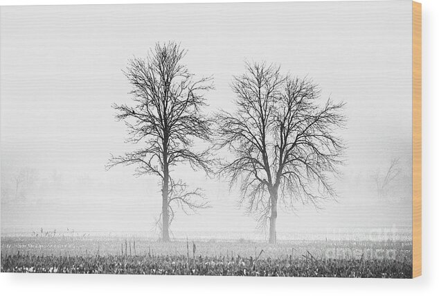 Nina Stavlund Wood Print featuring the photograph Two... by Nina Stavlund