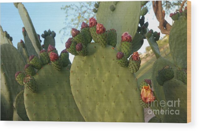 Cactus Wood Print featuring the photograph Unprickly Prickly Pear Horizontal by Heather Kirk