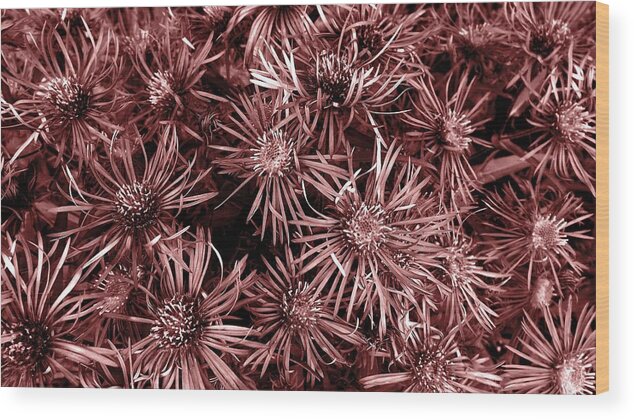 Asters Wood Print featuring the photograph Vintage Asters by Danielle R T Haney