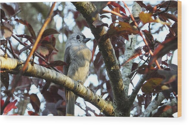 Titmouse Wood Print featuring the photograph Waiting for Mom by Judy Wanamaker