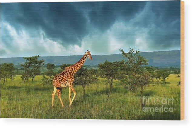 Giraffe Wood Print featuring the photograph Walking Alone by Charuhas Images