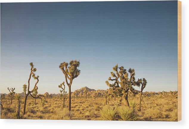 Joshua Tree National Park Wood Print featuring the photograph We love this sunset by Kunal Mehra