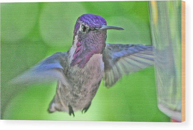 Bird Wood Print featuring the photograph White Eared Hummingbird In Flight To Feeder by Jay Milo