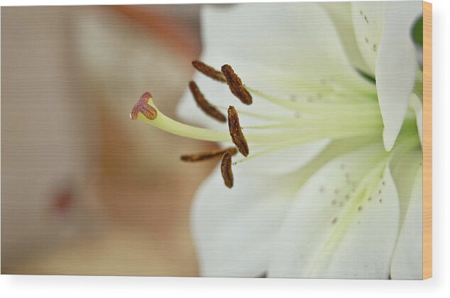 Flower Wood Print featuring the photograph White Lily 2 by Elena Perelman