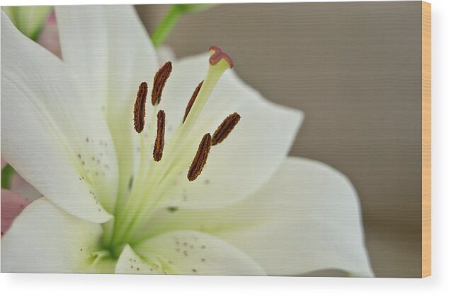 Trinity Wood Print featuring the photograph White Lily 4 by Elena Perelman