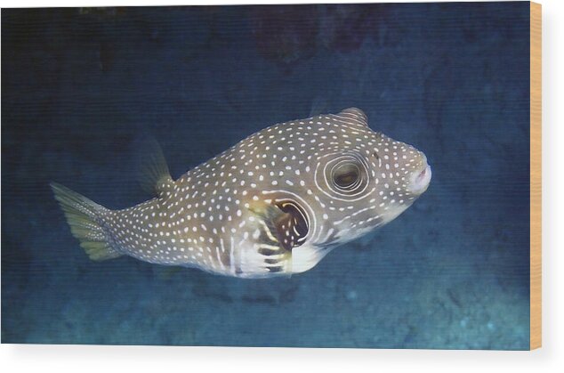 Water Wood Print featuring the photograph Whitespotted Pufferfish Closeup by Johanna Hurmerinta