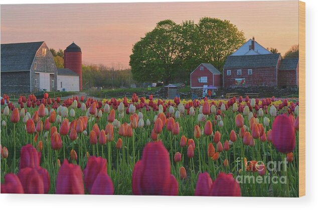 Tulips Wood Print featuring the photograph Wicked Awesome Tulips 16x9 by Tammie Miller