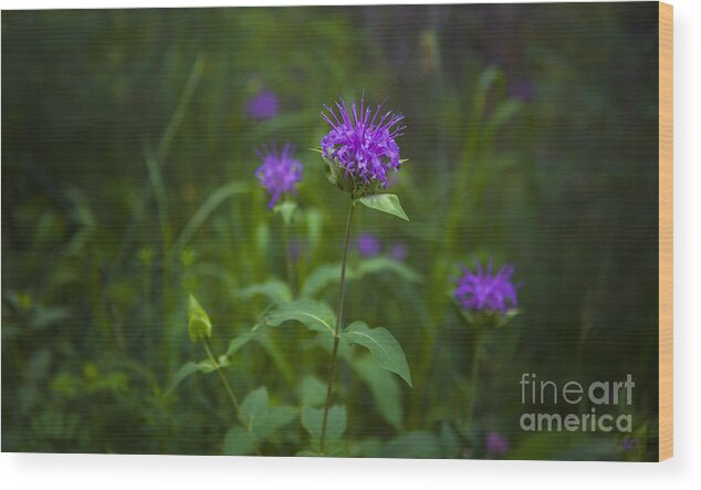 Wildflowers Wood Print featuring the photograph Wild Monarda by Barbara Schultheis