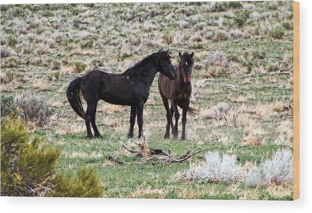 Horses Wood Print featuring the photograph Wild Mustang Stallions by Waterdancer