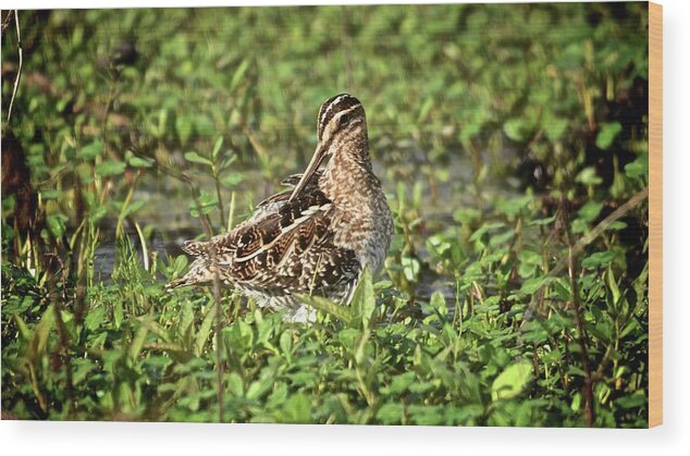 Wetlands Wood Print featuring the photograph Wilson's Snipe by Carol Bradley