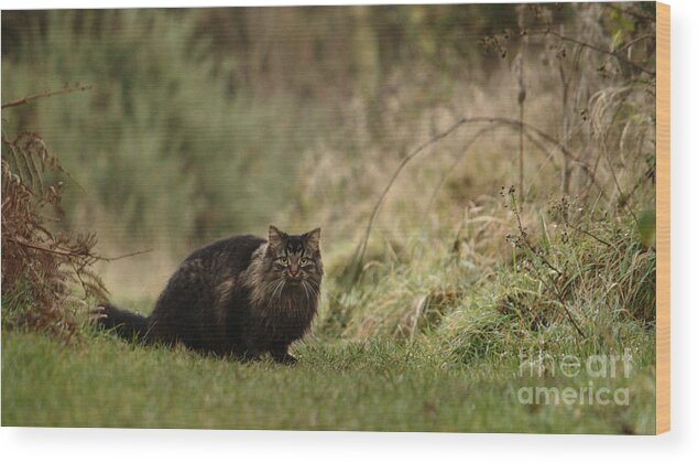 Cat Wood Print featuring the photograph Winter Prowl by Adrian Wale