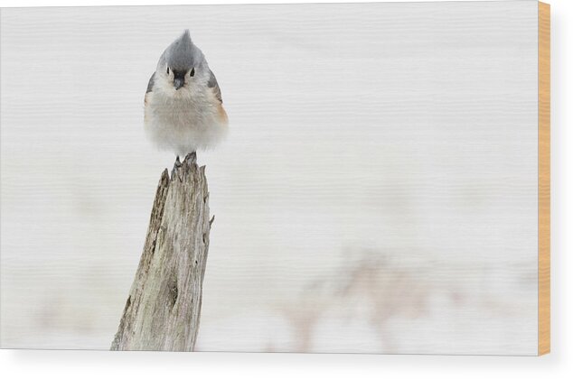 Bird Wood Print featuring the photograph Winter Visit by Holly Ross