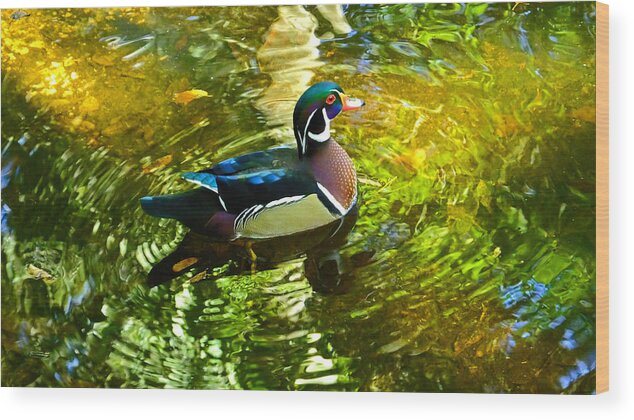 Painted Wood Duck Wood Print featuring the photograph Wood Duck in Lights by Judy Wanamaker