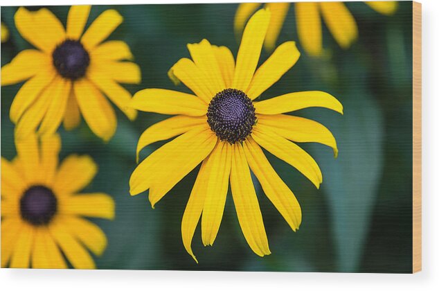  Wood Print featuring the photograph Yellow Daisy by David Downs