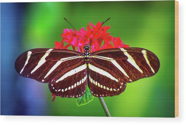 Zebra Longwing Butterfly Wood Print featuring the photograph Zebra Stripes by Mark Andrew Thomas