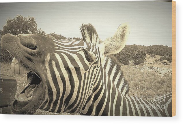 Zebra Wood Print featuring the photograph Zippy Zebra by Brigitte Emme