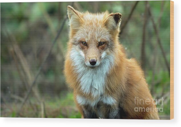 Red Fox Wood Print featuring the photograph Foxy Lady #1 by Sam Rino