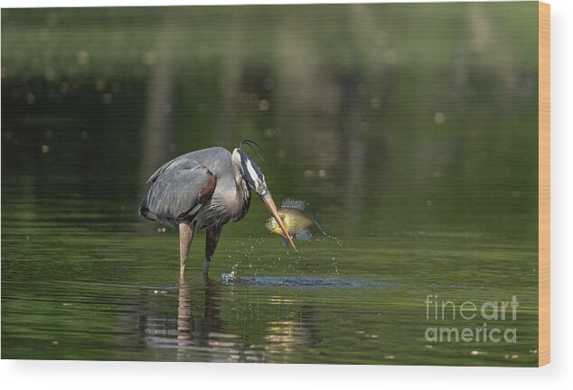Great Blue Heron Wood Print featuring the photograph Great blue heron fishing #1 by Sam Rino
