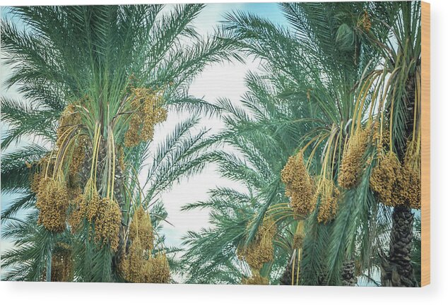 Palm Wood Print featuring the photograph Palm Tree With Fruit On Blue Sky Background #1 by Alex Grichenko