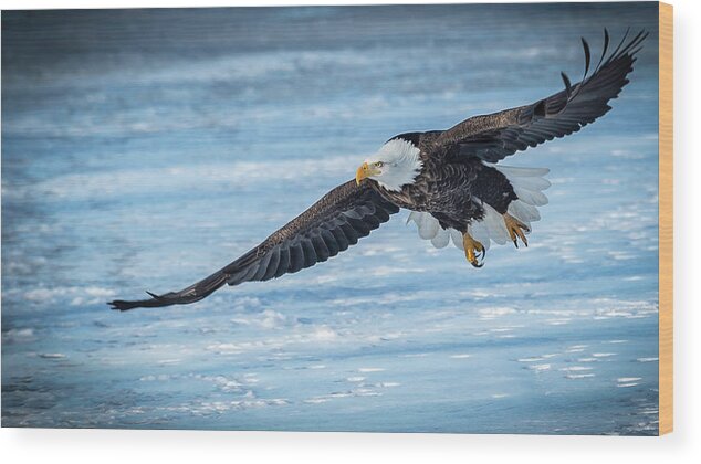 Eagle Wood Print featuring the photograph Spread Wide #2 by Laura Hedien