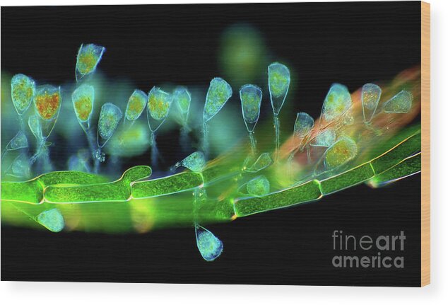 Polarised Light Wood Print featuring the photograph Suctorians On Cladophora Algae #1 by Marek Mis/science Photo Library