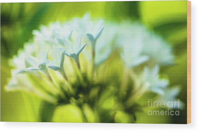 Background Wood Print featuring the photograph White Pentas Flowers by Raul Rodriguez