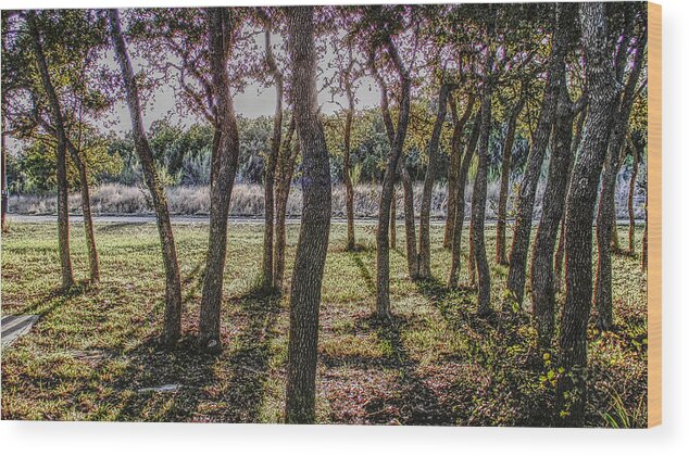 Tree Wood Print featuring the photograph Dancing Oaks by Ivars Vilums
