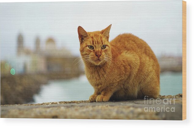 Single Wood Print featuring the photograph Orange Cat by the Sea #2 by Pablo Avanzini