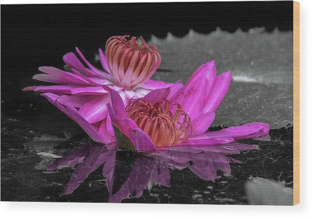 Lily Wood Print featuring the photograph Reflections #3 by Les Greenwood