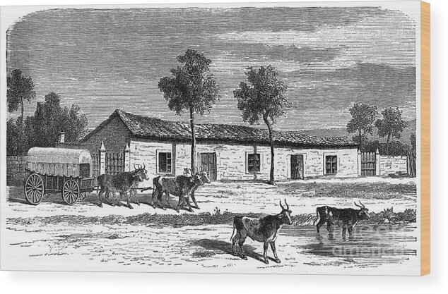 Working Animal Wood Print featuring the drawing A Boer Farm, South Africa, C1890 by Print Collector