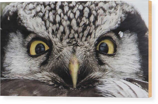 Northern Hawk Owl Wood Print featuring the photograph A closeup of The Northern Hawk Owl by Torbjorn Swenelius