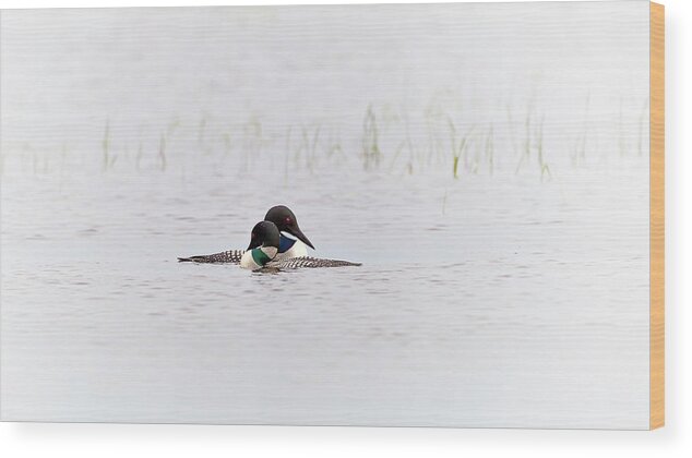 Common Loon Wood Print featuring the photograph A pair of Loons in mating colors by Al Mueller