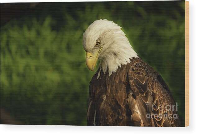 Bird Wood Print featuring the photograph Adult bald eagle by Sam Rino