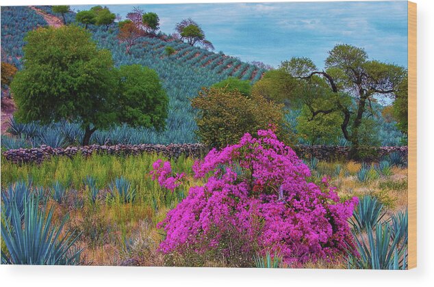Flora Wood Print featuring the photograph Agave and Bugainvillea by Robert McKinstry