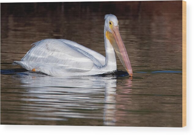 American White Pelican Wood Print featuring the photograph American White Pelican 2916-102919 by Tam Ryan