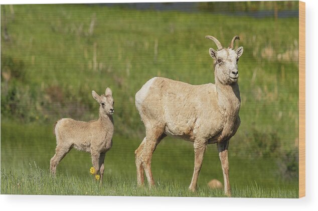 Animal Wood Print featuring the photograph And Little Lambs Eat Ivy by Brenda Jacobs