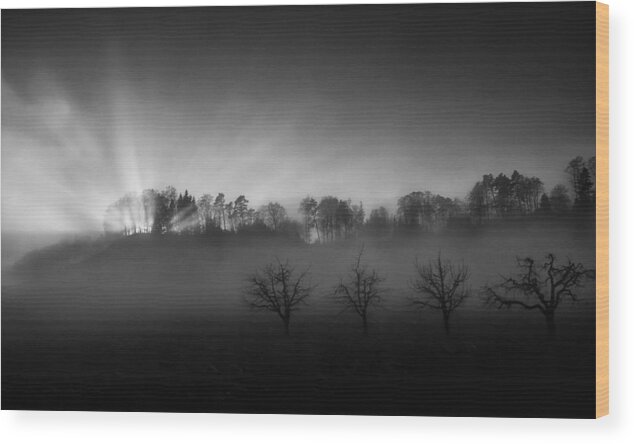 Forest Wood Print featuring the photograph Belpberg - Sunny And Foggy by Nic Keller