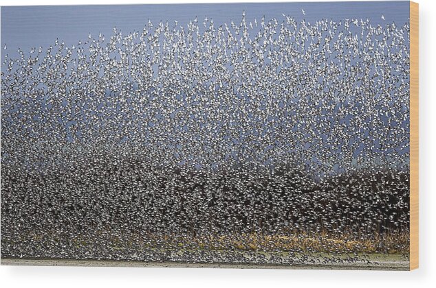 Bird Wood Print featuring the photograph Bird Curtain by Katsu Uota