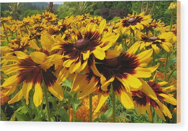 View Wood Print featuring the photograph Black-Eyed Susan In Your Face by Joan Stratton