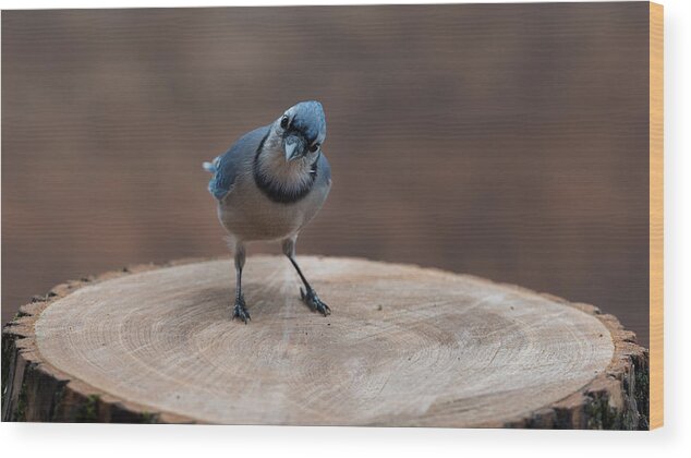 Blue Wood Print featuring the photograph Blue Jay : My Regards by Patrick Dessureault
