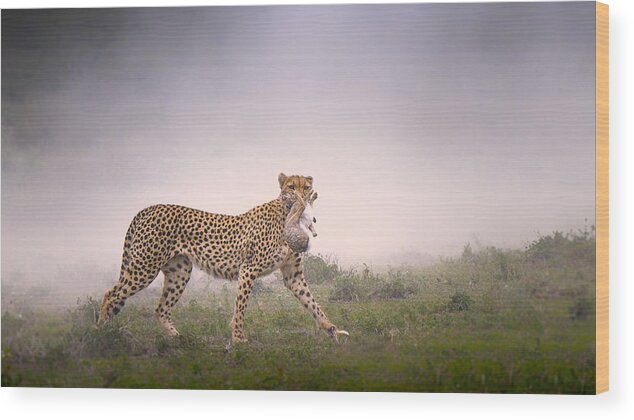 Cheetah Wood Print featuring the photograph Bounty Hunter by Husain Alfraid